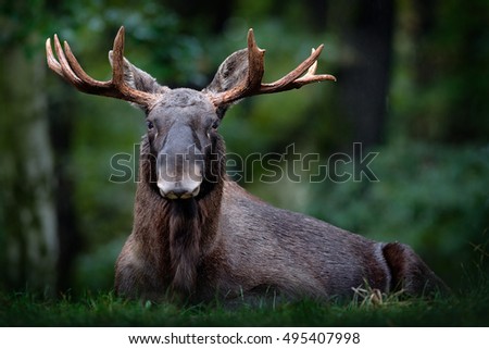 Moose or Eurasian elk, Alces alces in the dark forest during rainy day. Beautiful animal in the nature habitat. Wildlife scene from Sweden. Royalty-Free Stock Photo #495407998
