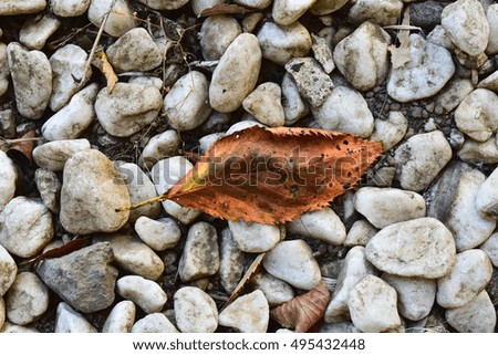 dry leaf on stone background