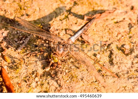 Photo Picture of a Dragonfly Anax imperator  