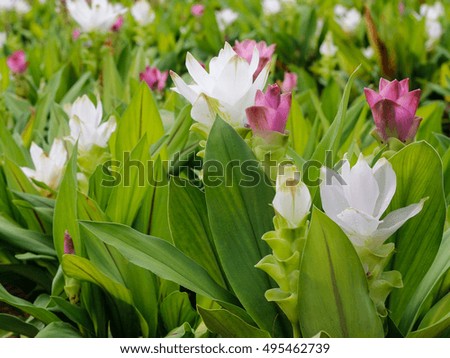 Siam tulips are very beautiful in the garden outdoors.
