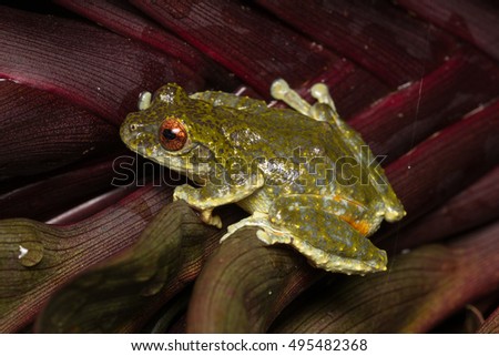 Beautiful Frog, Frog , Tree Frog, Tree frog of Borneo, Tree frog on leaf , Frog of Borneo , Frog with isolated black background , Masked Tree Frog (Rhacophorus Angulirostris)