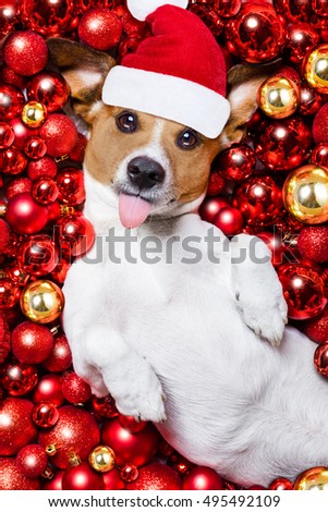 jack russell terrier  dog with santa claus hat for christmas holidays resting on a xmas balls background sticking out tongue