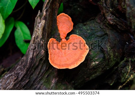 Mushrooms on the stump dry