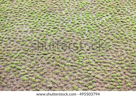 green lawn background.