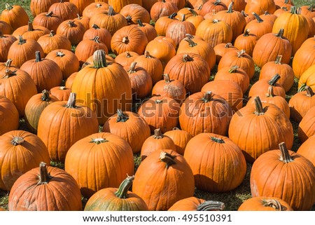 Halloween Pumpkin Patch with many bright orange pumpkins on display at community church garden. Sunny October outdoor afternoon. Background for fall, autumn, Halloween and Thanksgiving.