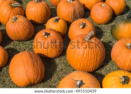 Halloween Pumpkin Patch with many bright orange pumpkins on display at community church garden. Sunny October outdoor afternoon. Background for fall, autumn, Halloween and Thanksgiving.