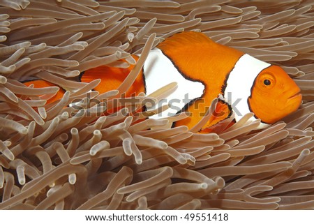 A Clown Anemonefish swimming in the tentacles of its host anemone, underwater