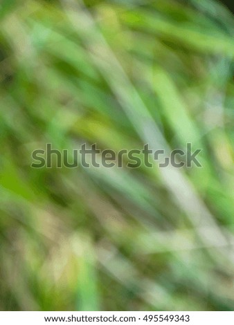 Abstract and blured green background. Natural texture
