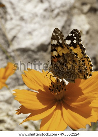 A Butterfly Nectaring On An Orange Flower
