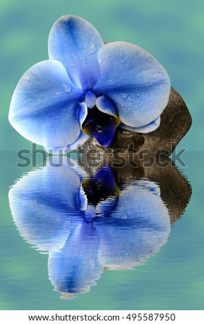 Orchid blue beautiful flower on stone and water reflection