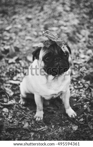 Black and white pug with leaves on head