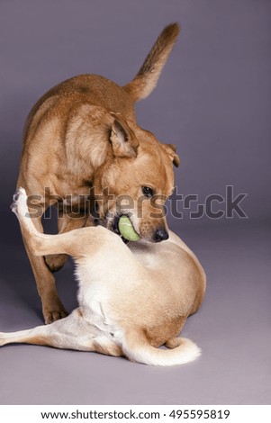 Studio shot of two mixed breed dogs playing with each other on gray background.