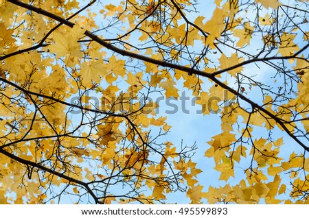 Autumn maple tree against the sky, the color orange leaves. Golden autumn.