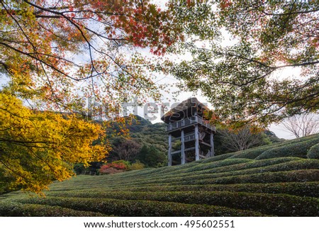 Autumn season,green dwarf plants in the japanese garden and view tower background