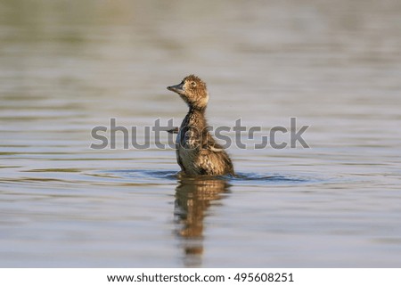 Cute baby duck. Swimming duck. Blue lake nature background. Duckling: Red crested Pochard. Netta rufina.