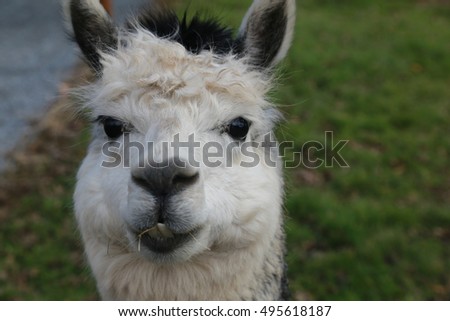 Close up picture of a white faced alpaca with black eyes and black hair on top.