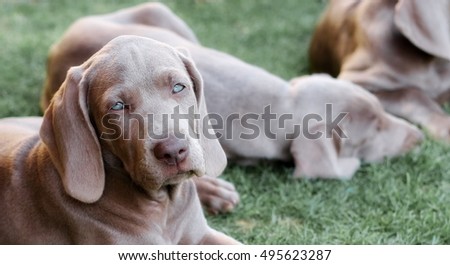 Weimaraner dog puppy