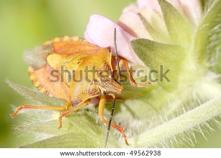 Bedbug sits on a pink flower.