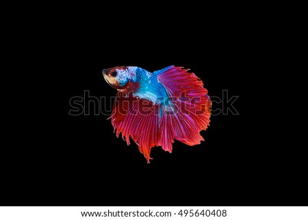 siamese fighting fish red and blue sky colour , betta isolated on black  background in top view.