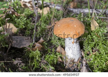 lone mushroom in the autumn forest