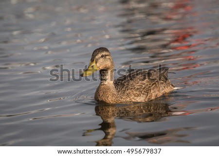 Beautiful duck on the water