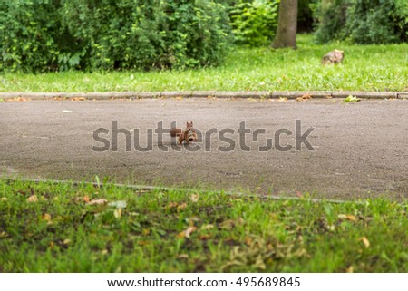 Squirrel jumps across the road directly to the frame. This cute animal does not afraid people at all.