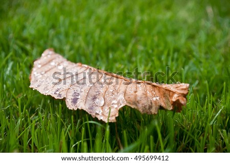 closeup of autumnal   leaf on grass in urban park
