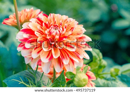 Beautiful orange and white dahlia flower in the garden. Big bud of striped Dahlia flower. Large Colorful flower on blurred background. Beautiful floral pattern. Space for your text. Corrected color.