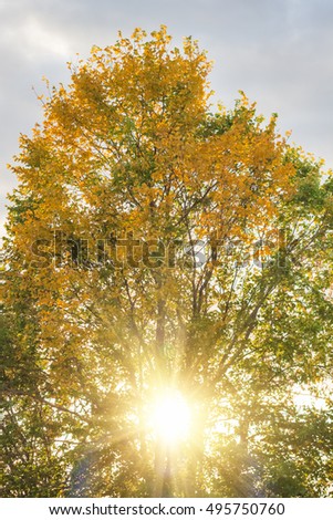 Autumn tree with golden leaves on sunset