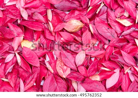 Decorative, styled autumn leaf background. Pink, purple, yellow leaves. Background texture of different autumn leaves. Color effects applied. Toned picture.