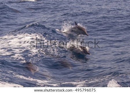 Common Dolphins playing off the coast in California 