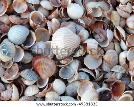 Photography backgrounds sea cockleshells in beach outdoors