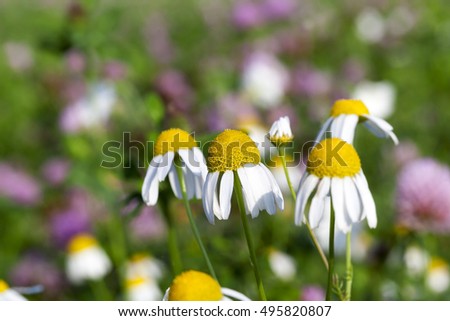   photographed close-up wild chamomile with white petals,