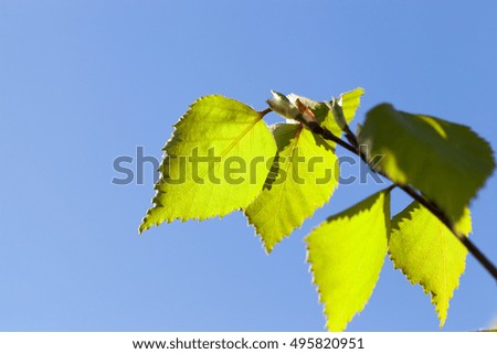   Young green leaves of a birch in the spring time of the year, close-up