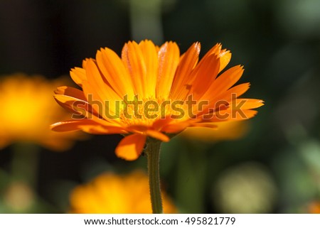   photographed close-up of orange calendula  flowers, spring season
