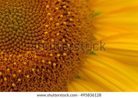 Close up of the sunflower. The common sunflower ( helianthus annuus) is an annual species of sunflower grown as a crop for its edible oil and edible fruits. 