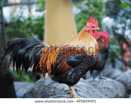 beautiful rooster on a big rock 