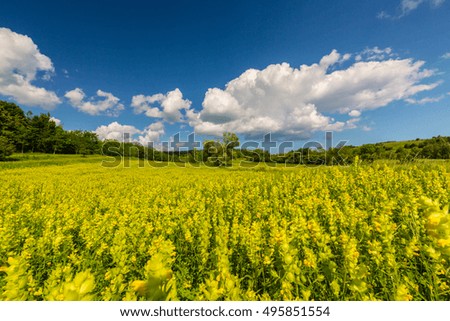 Pretty scenery with wild meadow and yellow flower in summer, on a sunny day with blue sky and fluffy clouds