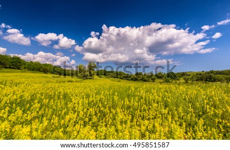 Pretty scenery with wild meadow and yellow flower in summer, on a sunny day with blue sky and fluffy clouds