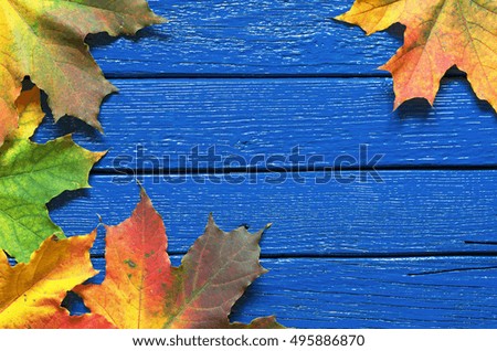 Autumn maple leaves on blue wooden table, top view