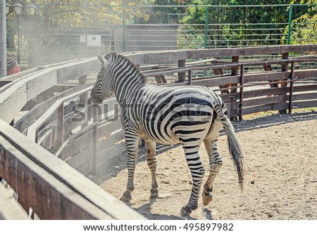Zebra close up portrait, zoo garden.