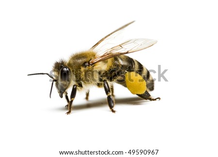 Bee Royalty-Free Stock Photo #49590967