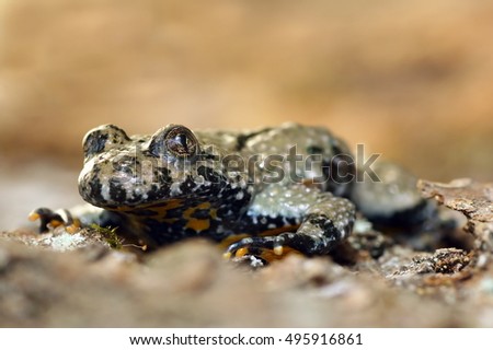macro image of yellow bellied toad ( Bombina variegata )