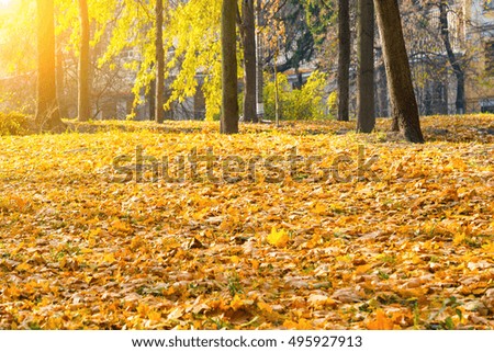 Autumn city park with trees and orange fallen leaves