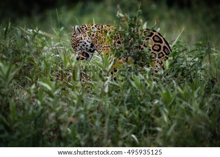 American jaguars mating in the nature habitat, panthera onca, wild brasil, brasilian wildlife, pantanal, green jungle, big cats, making love