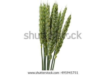 green ears of wheat on a white background