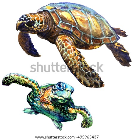 Sea green turtle isolated, set, watercolor illustration on white