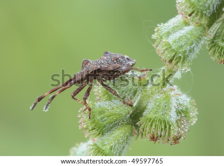 Bug sitting on a blade of grass. Insecta / Hemiptera / Coreidae / Coreus marginatus