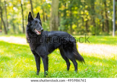 Beautiful fun Groenendael dog puppy waiting. Black Belgian Shepherd Groenendael Autumn Portrait Royalty-Free Stock Photo #495986761