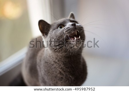 Cat meows Royalty-Free Stock Photo #495987952